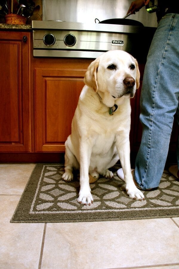 Jake cooking with bmeteor.aiodimecu.cf