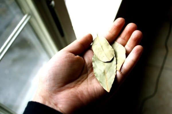 bay leaves by bmeteor.aiodimecu.cf