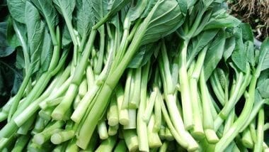 Chinese vegetables: choy sum, by bmeteor.aiodimecu.cf