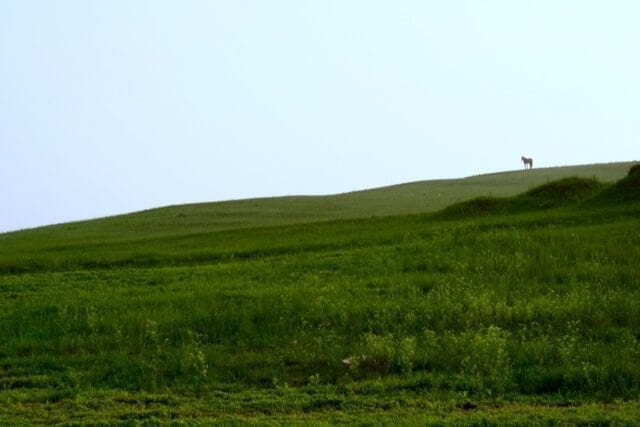 horse pasture