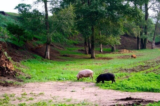 pigs