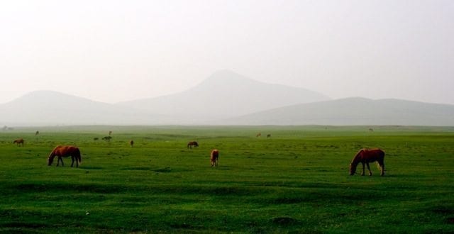 horses