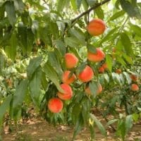 peach tree