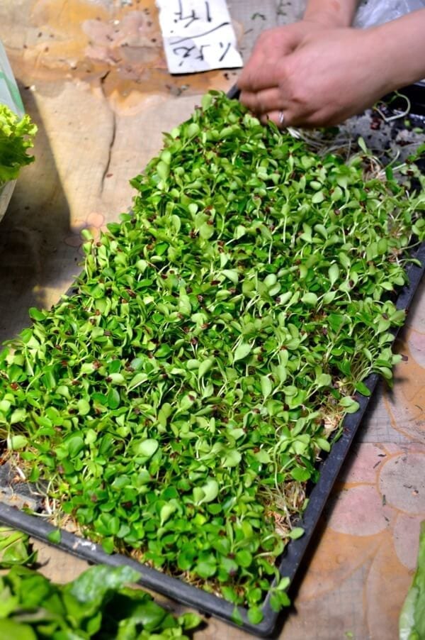 Chinese Toon Sprouts by bmeteor.aiodimecu.cf