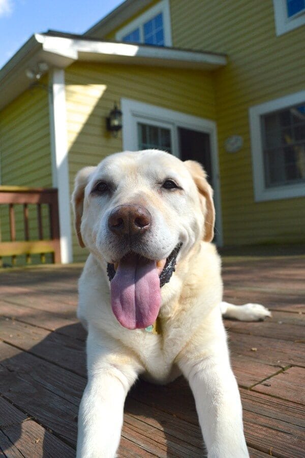 Jake the Labrador by bmeteor.aiodimecu.cf 