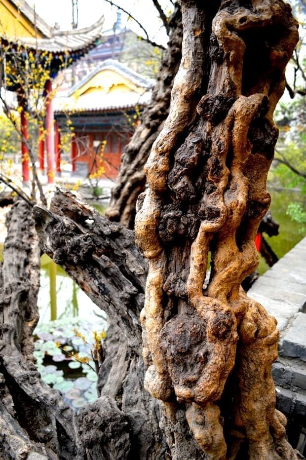 A Trip to Huashan and Xi'an by bmeteor.aiodimecu.cf 