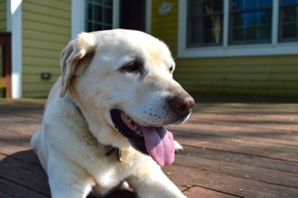 Our Jake by bmeteor.aiodimecu.cf