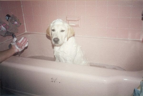 Jake (puppy-bath) by bmeteor.aiodimecu.cf