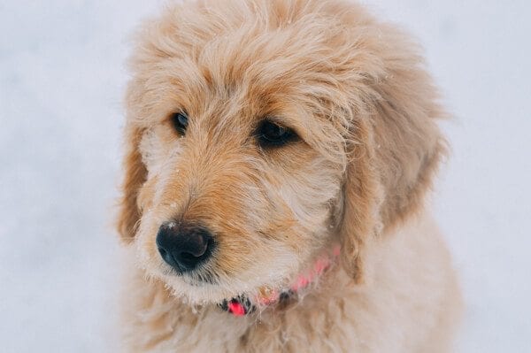 barley-snow--7