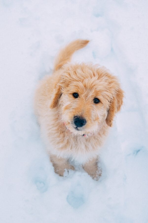 Barley’s First Snow