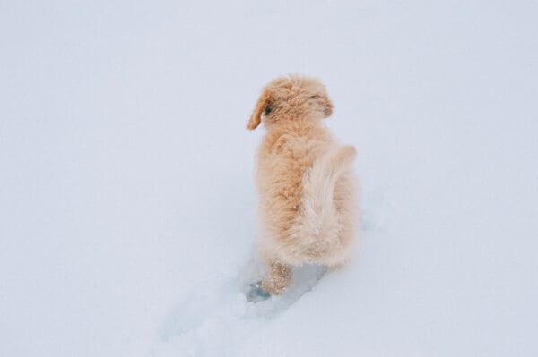 barley-snow--9