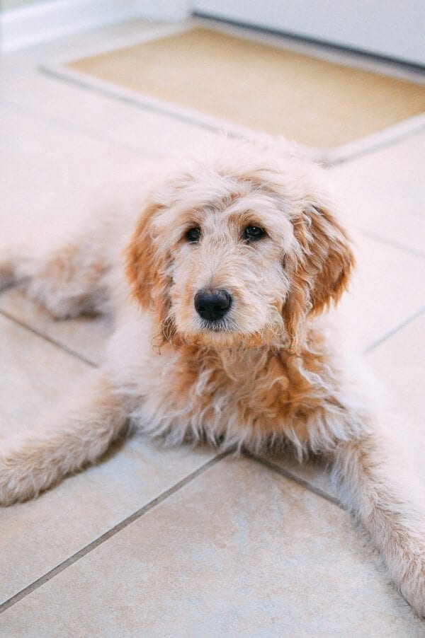 Barley's First Weeks and Puppy Training Treats - goldendoodle puppy by bmeteor.aiodimecu.cf