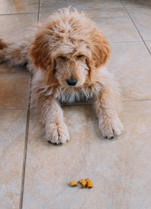 Barley's First Weeks and Puppy Training Treats by bmeteor.aiodimecu.cf