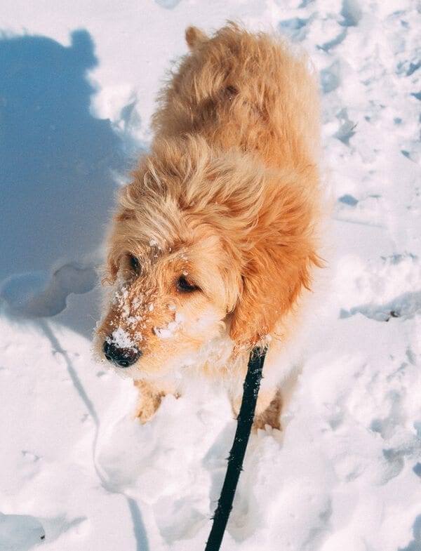 Barley's First Weeks and Puppy Training Treats - goldendoodle puppy by bmeteor.aiodimecu.cf