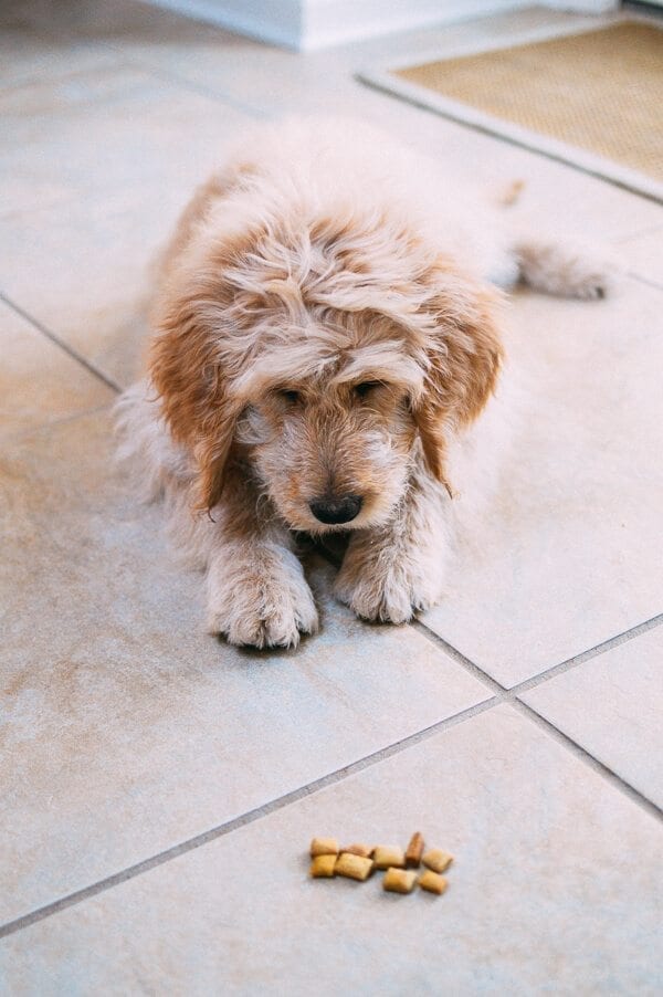 Barley's First Weeks and Puppy Training Treats by bmeteor.aiodimecu.cf