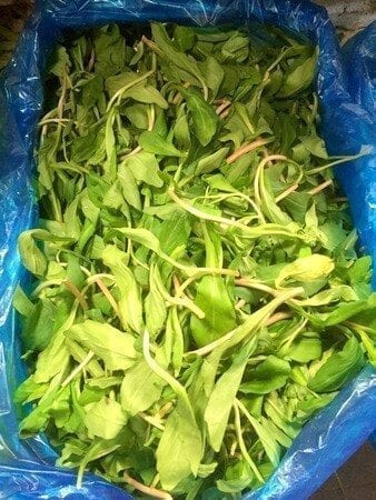 fresh-malantou