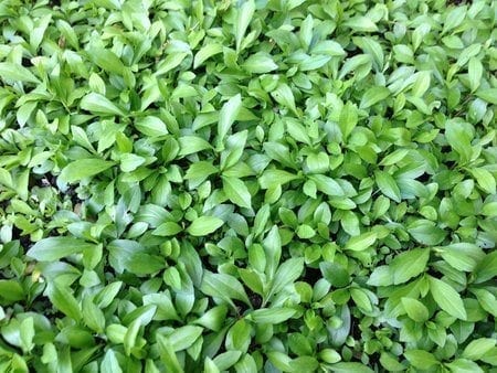Chinese Vegetables: ma lan tou, by bmeteor.aiodimecu.cf