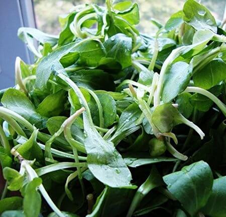 Chinese Vegetables: Indian Kalameris, by bmeteor.aiodimecu.cf