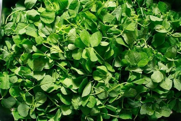 Chinese Vegetables: edible clover, by bmeteor.aiodimecu.cf