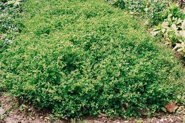 Sautéed Edible Clover (Chao Tou - 炒头), by bmeteor.aiodimecu.cf
