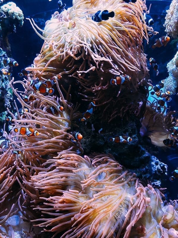 Monterey Bay Aquarium, by bmeteor.aiodimecu.cf