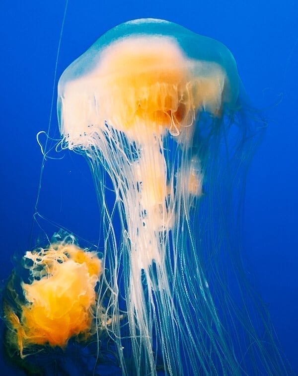 Monterey Bay Aquarium Jellyfish, by bmeteor.aiodimecu.cf
