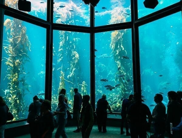 Monterey Bay Aquarium, by bmeteor.aiodimecu.cf