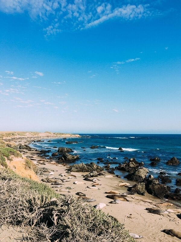 Elephant Seals, by bmeteor.aiodimecu.cf