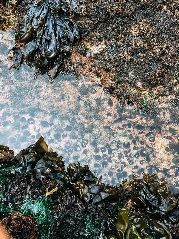 Point Lobos, by bmeteor.aiodimecu.cf