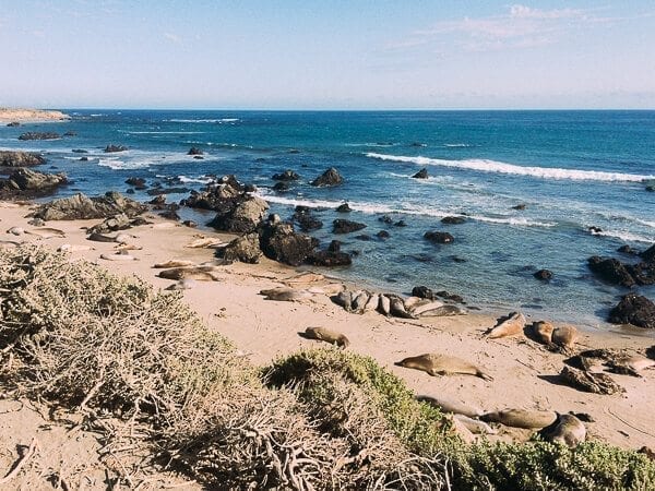 California Coast Elephant Seals, by bmeteor.aiodimecu.cf