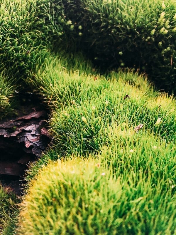 Sequoia Moss