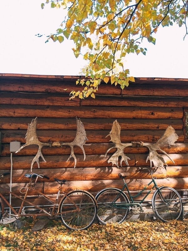Moose Antlers