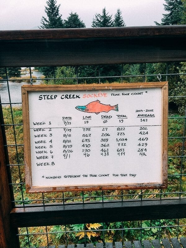 Salmon Spawning