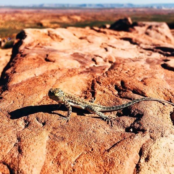 Arizona Lizard, by bmeteor.aiodimecu.cf