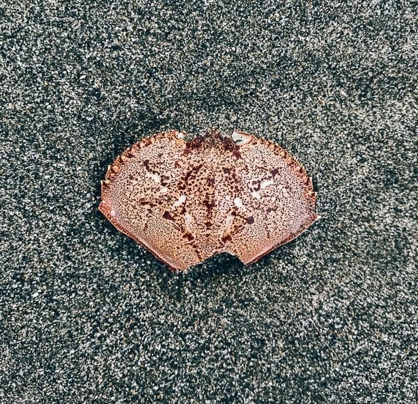 Crab Shell, by bmeteor.aiodimecu.cf