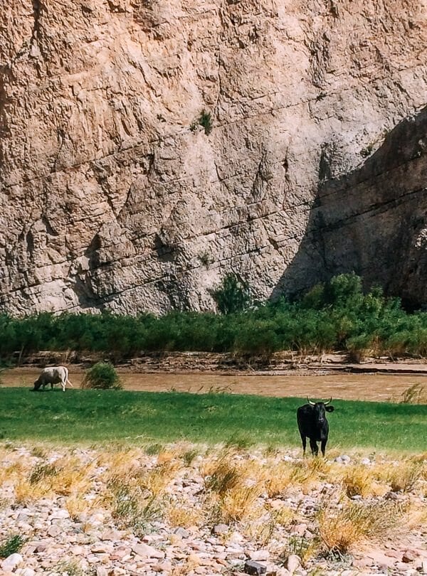 Boquillas Canyon Cows, Big Bend National Park - bmeteor.aiodimecu.cf