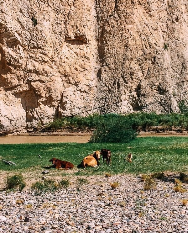 Boquillas Canyon Cows, Big Bend National Park - bmeteor.aiodimecu.cf