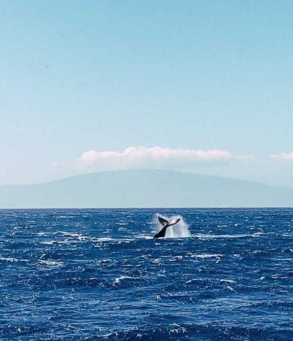23 Things to Do in Maui, by bmeteor.aiodimecu.cf