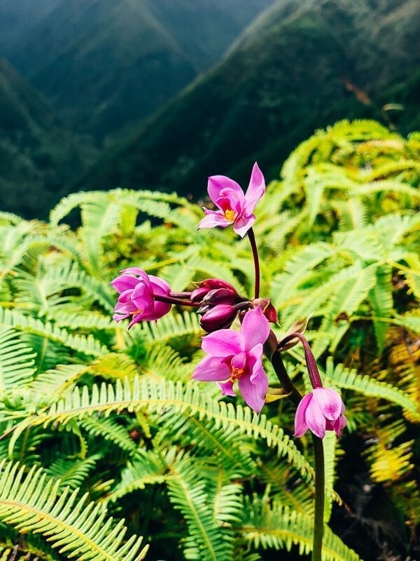 23 Things to Do in Maui, by bmeteor.aiodimecu.cf
