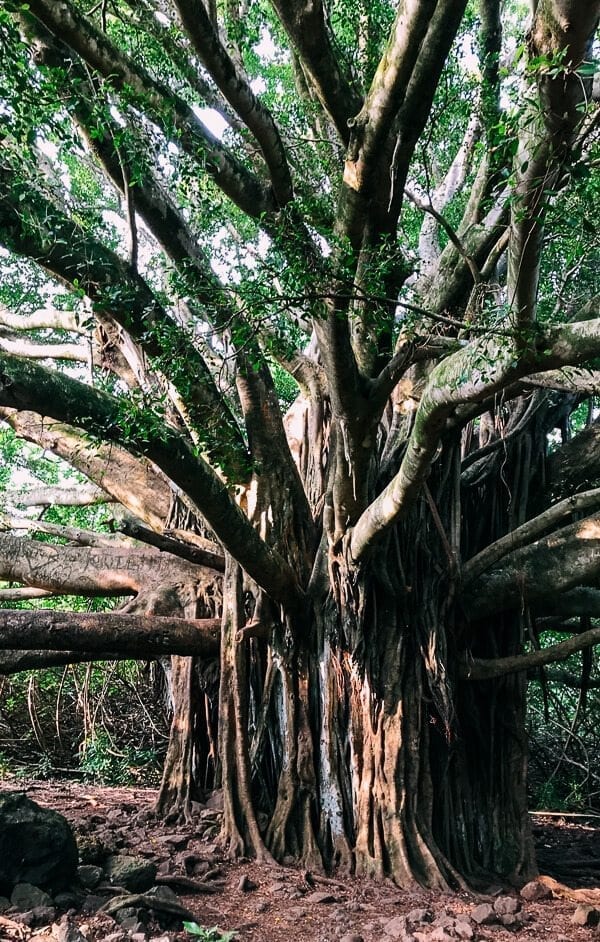 23 Things to Do in Maui, by bmeteor.aiodimecu.cf