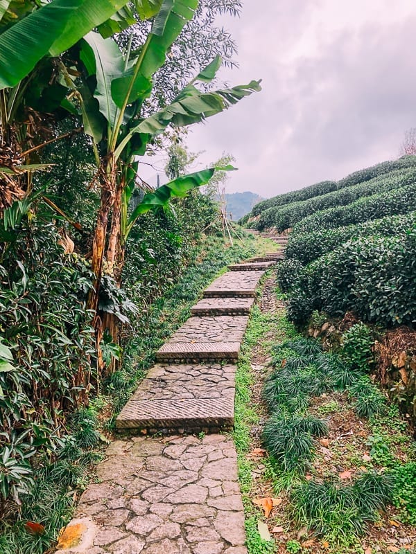 Longjing Tea Farm, by bmeteor.aiodimecu.cf