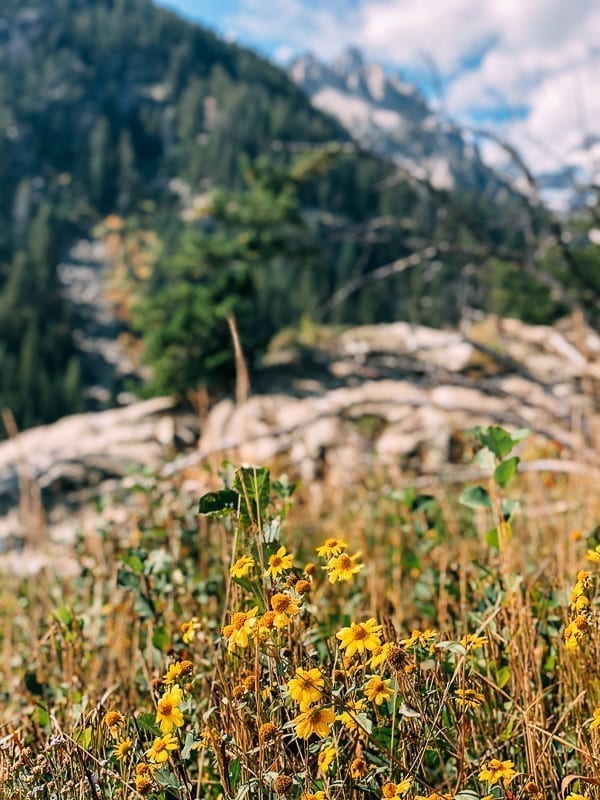 Yellowstone Wildflowers, bmeteor.aiodimecu.cf