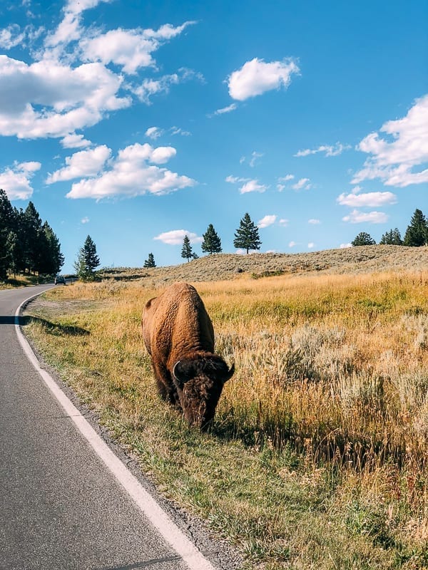 Buffalo on the side of the road, Yellowstone, bmeteor.aiodimecu.cf