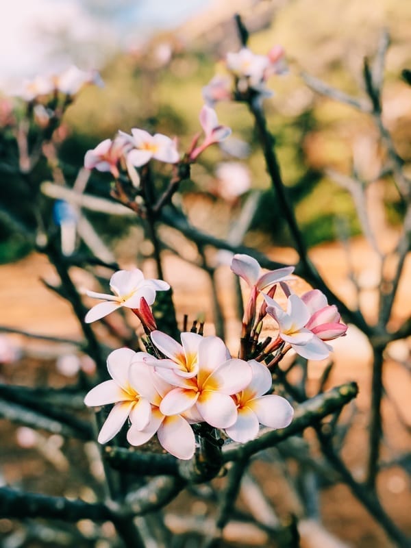 Plumeria Flowers on Tree, bmeteor.aiodimecu.cf