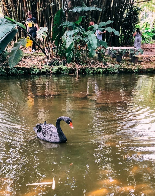 Black Swan at Byodo In, bmeteor.aiodimecu.cf