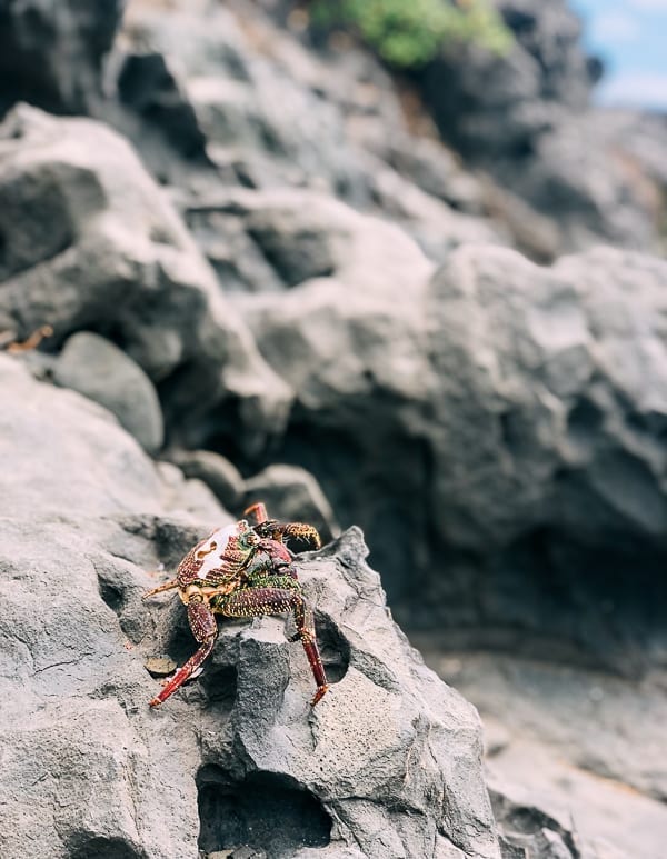 Crab in Hawaii, bmeteor.aiodimecu.cf