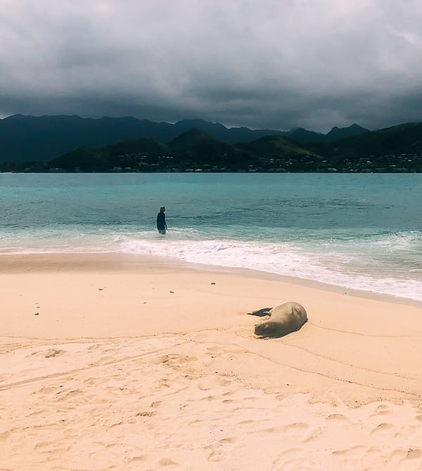 Hawaiian Monk Seal, bmeteor.aiodimecu.cf
