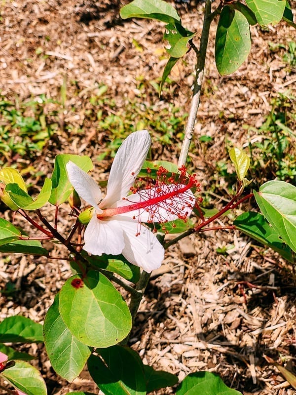 Hawaiian hibiscus flower, bmeteor.aiodimecu.cf
