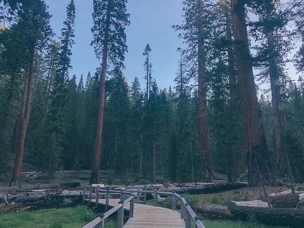 Mariposa Grove in Yosemite, bmeteor.aiodimecu.cf