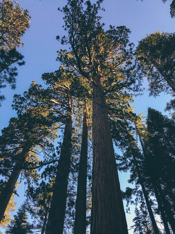 Mariposa Grove trees, bmeteor.aiodimecu.cf